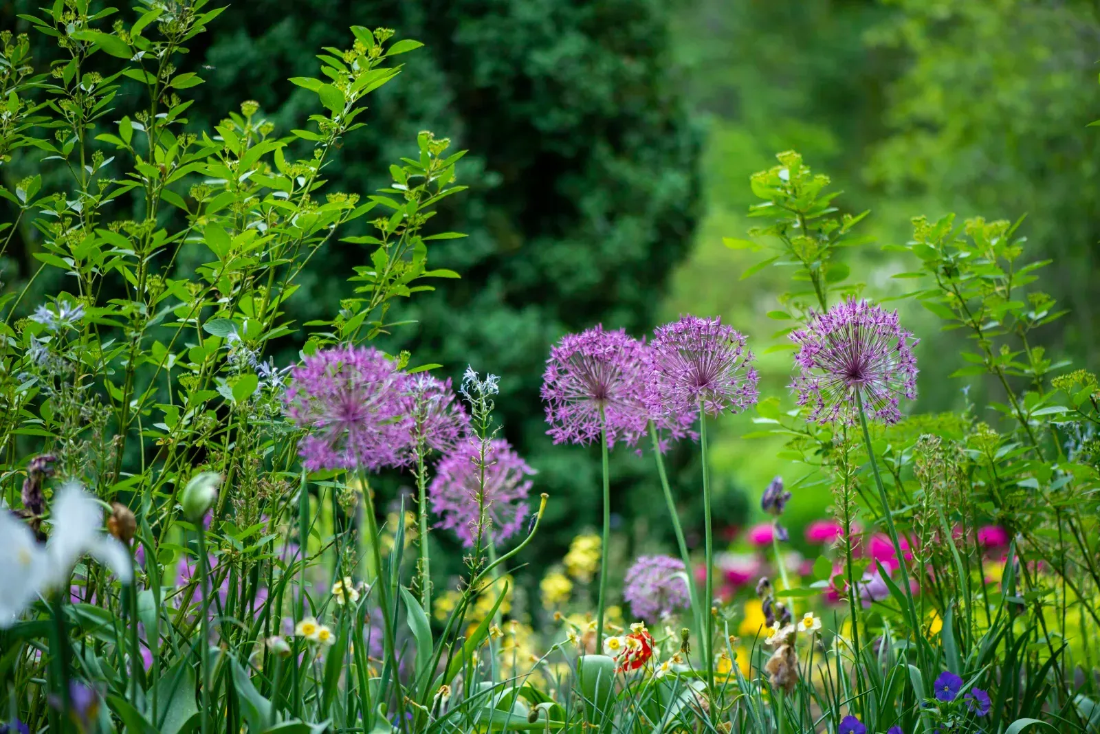 Blühendes Staudenbeet mit Zierlauch in voller Blüte