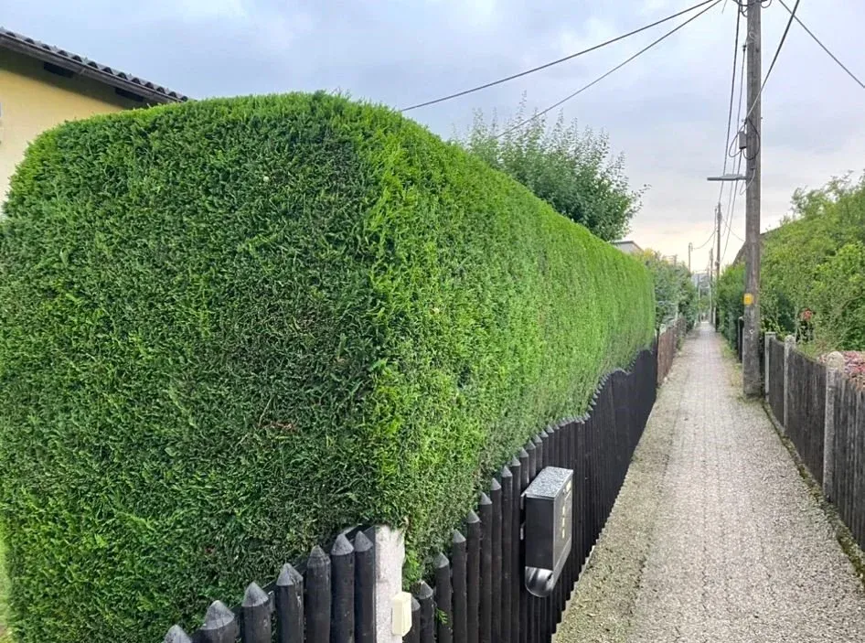 Akkurat in Form geschnittene Thujenhecke entlang eines Gartenwegs