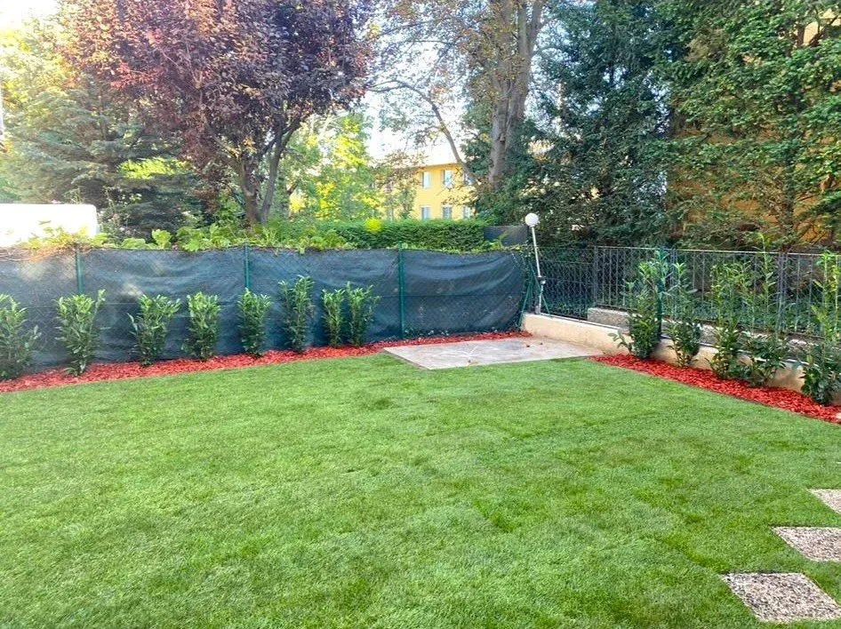 Neu angelegter Rasen mit Kirschlorbeer-Hecke und Randbeet